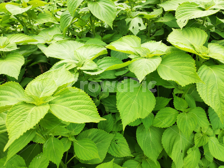 깻잎,sesameleaf,초록,식물,채소,vegetable