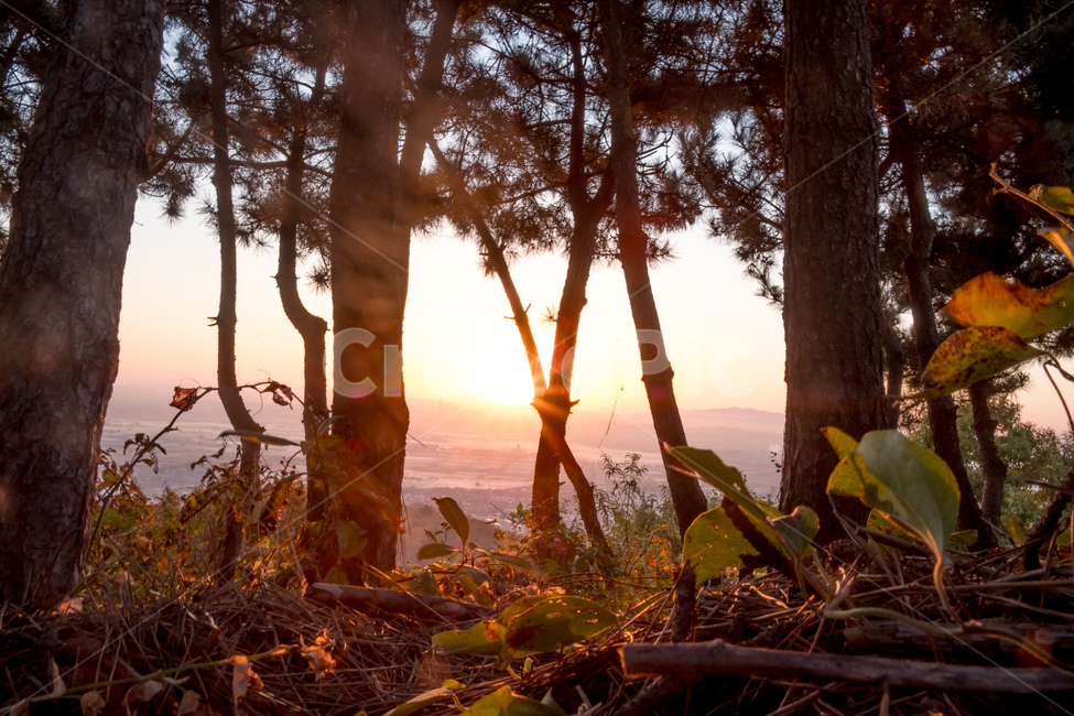 나무,풀,태양,햇빛,자연,풍경,나뭇잎,나무가지,자연,풍경,nature,landscape,휴식,힐링,rest,relaxation,healing,light,빛,flare,플레어,sunlight,outdoors,옥외