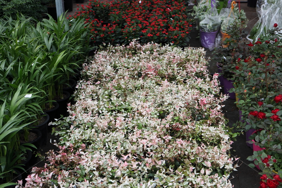 plant,식물,blossom,flower,꽃,무늬마삭줄,마삭줄,덩굴성관엽,yellowstarjasmine,협죽도과,잎보기식물,지피식물,토피어리,울타리