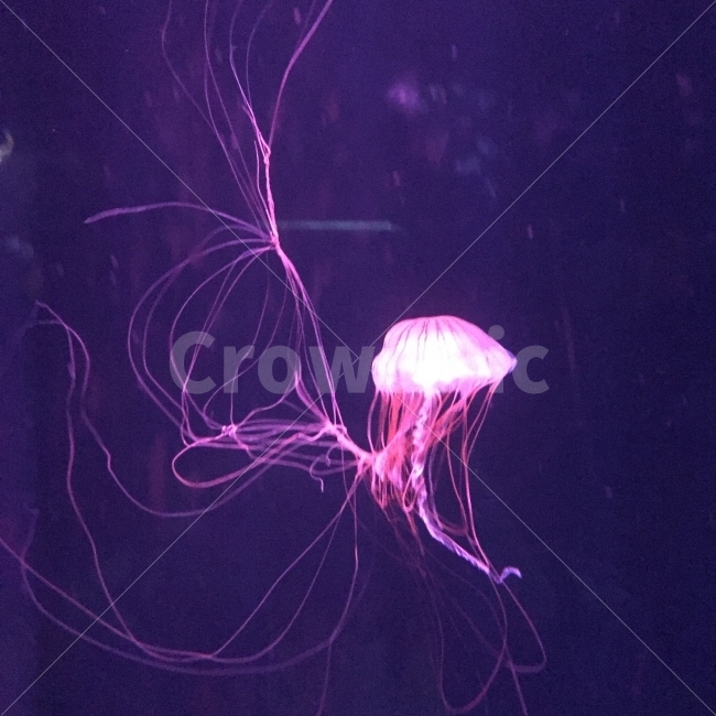해파리,수족관,야광,아쿠아리움,해산물,신비로운,빛,물,수중,동물,animal,색깔,색상,색채,색감,color sense,color sensitivity,feeling of color