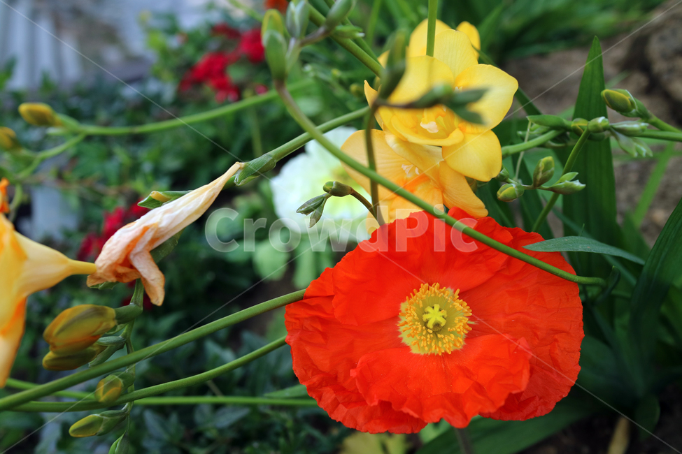 꽃,flowers,봄,식물,계절,정원,꽃밭,컬러풀,클로즈업,자연,꽃잎,가드닝,텃밭,아름다움,뷰티,백그라운드,배경,배경이미지,양귀비,양귀비꽃,빨강,빨간꽃,식물,자연,plants,nature,꽃,flower