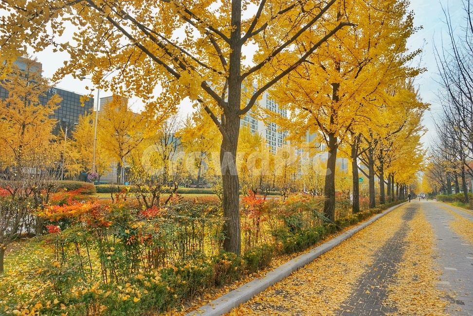 tree,나무,plant,식물,가을,fall,단풍,은행,leaves,autum,autumn,maple,가을,계절,fall,autumn,season