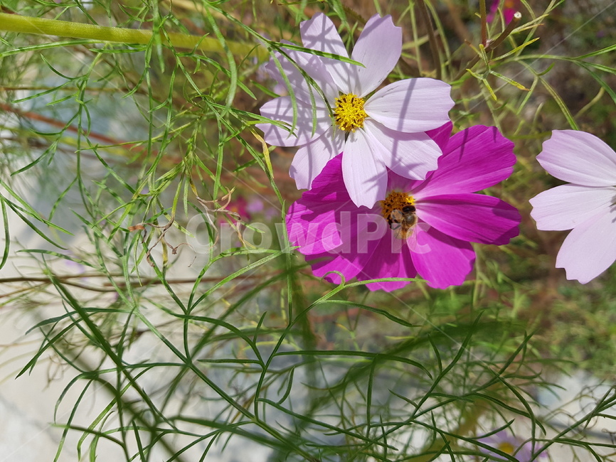 가을,코스모스,벌,자연,cosmos,꽃,가을,계절,fall,autumn,season,식물,자연,plants,nature,꽃,flower,plant,geranium,제라늄,blossom