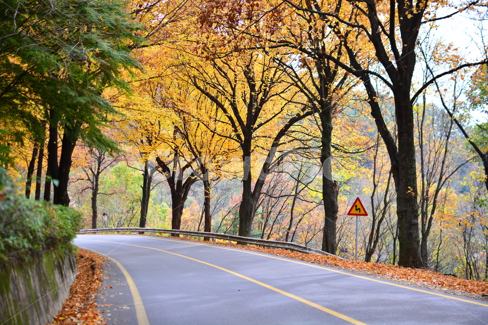 길,차길,도로,인도,road,carroad,나무,차도,아스팔트,맑음,자연,풍경,nature,landscape,asphalt,한국도로,한국,코리아,korea,southkorea,대한민국,땅,교통,교통수단,traffic,transportation,배경가을,계절,녹색,표지판,차,자동차,안내판,청남대,autumn,가을날씨,가을,계절,fall,autumn,season,자연,풍경,nature,landscape