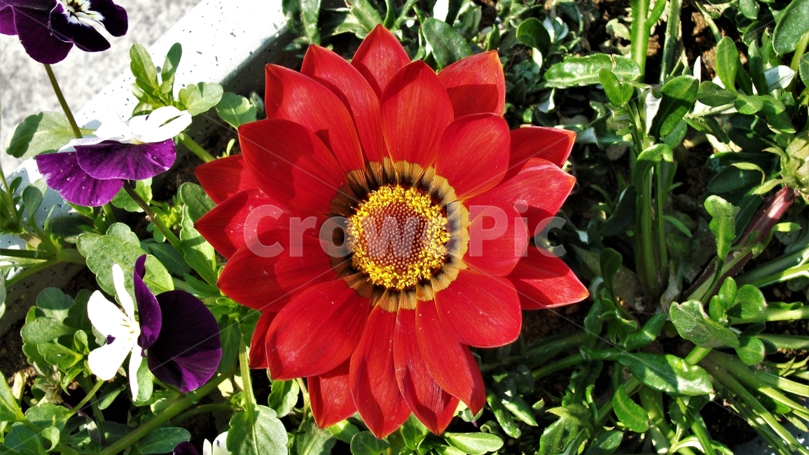꽃,자연,식물,꽃잎,암술,수술,봄,spring,nature,bloom,petal,floral,scent,beautiful,plant,flower,식물,자연,plants,nature,꽃,flower