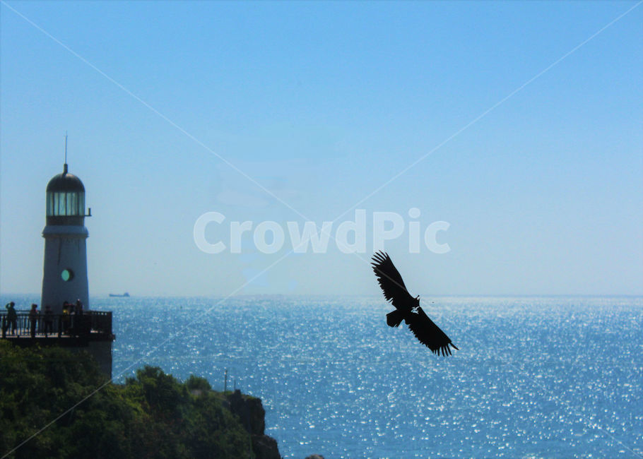 새,bird,animal,동물,바다,sea,등대