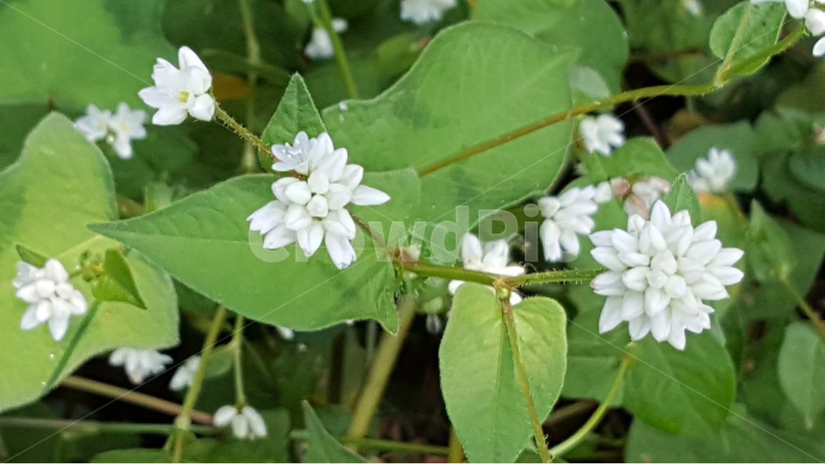 식물,꽃,자연,흰꽃,고마리,연두색,식물,자연,plants,nature,꽃,flower