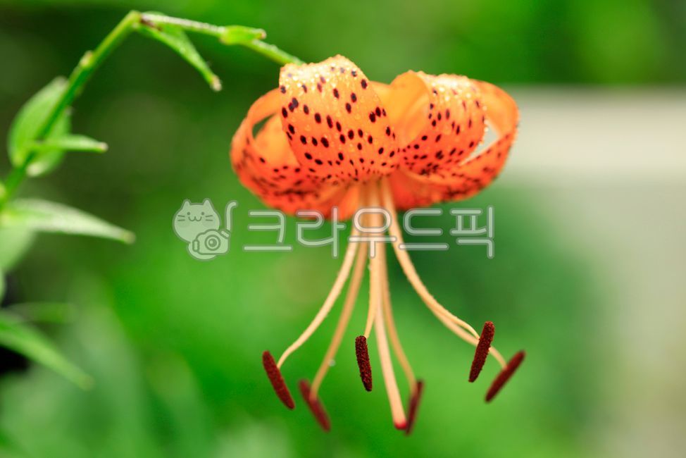 Honey Guide,anther,ground lily,cancer surgery,plant,male flower,flower