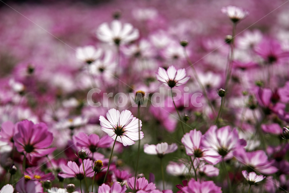 코스모스,꽃,식물,가을,계절,감성,자연,가을,계절,fall,autumn,season,식물,자연,plants,nature,꽃,flower,blossom,geranium,제라늄,plant,petal,꽃잎