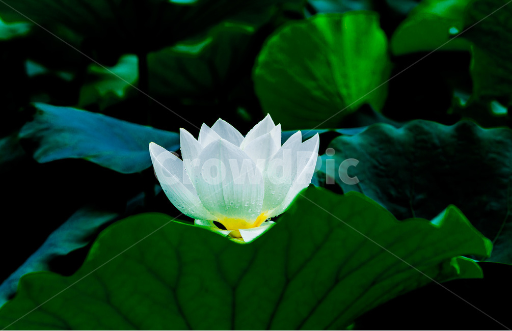 연꽃,연잎,문양,무늬,패턴,자연,식물,자연,plants,nature,꽃,flower