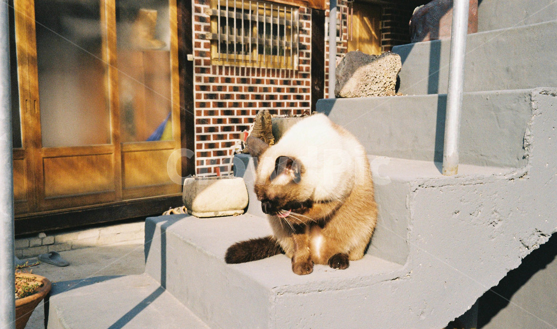 고양이,길고양이,시골,마당,cat,집,집마당,코숏,검은고양이,고양이세수,동물,반려동물,계단
