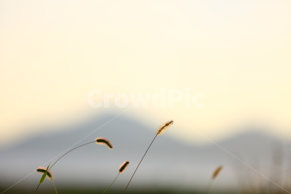 부산,다대포,노을,낙조,플레어,해질녁,매직아워,식물,자연,plants,nature