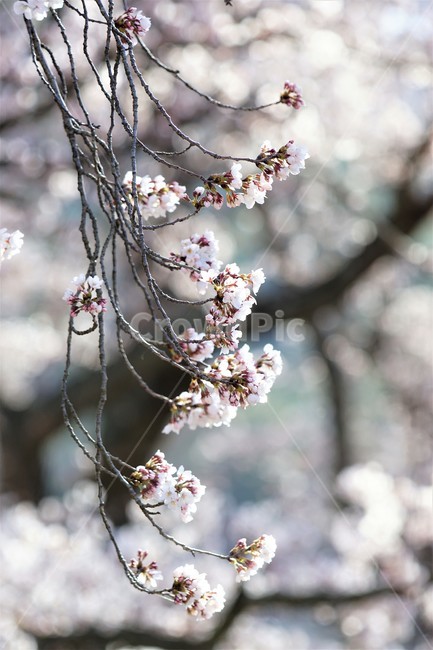 벚꽃,봄,꽃,나무,자연,식물,예쁨,아름다움,하얀색,분홍색,감성,느낌,nature,flower,spring,white,pink,beauty,emotion,feeling,trees,봄,계절,spring,season,꽃,flower,plant,cherry blossom,blossom