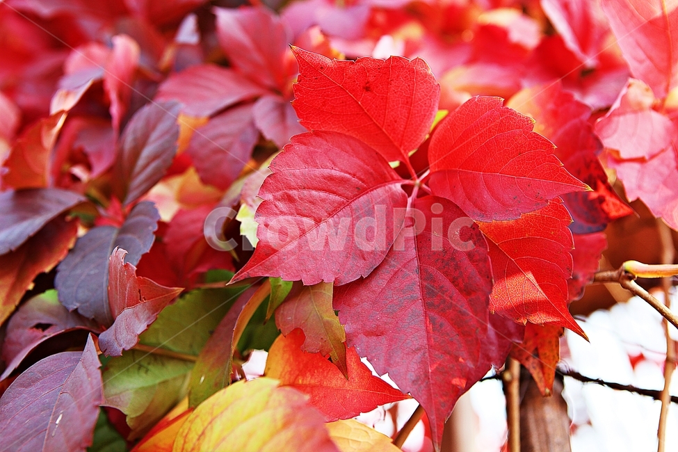 단풍,낙엽,가을,잎,식물,자연,계절,감성,색,색감,넝쿨식물,공원,가을,계절,fall,autumn,season,plant,leaf,veins,정맥