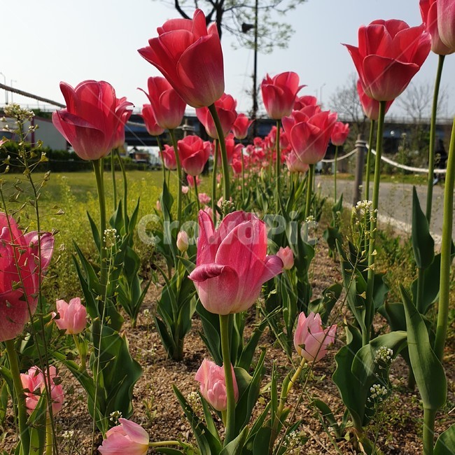 plant,식물,blossom,꽃,flower,튤립,tulip,식물,자연,plants,nature,꽃,flower