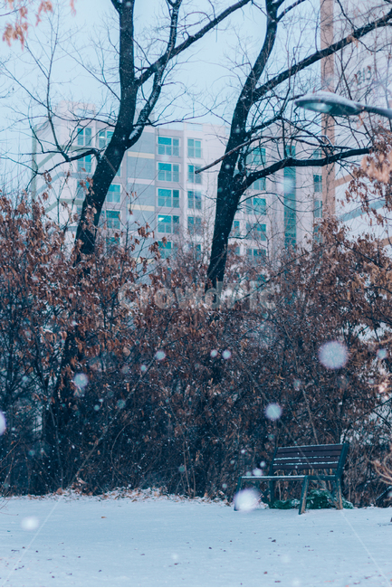 나무,snow,식물,눈발,눈,동네,풍경,배경화면,landscape,city,cityscape,실외,야외,보케,건물,아파트,겨울,계절,winter,season,자연,풍경,nature,landscape,감성,sensible,feeling,outdoors,옥외