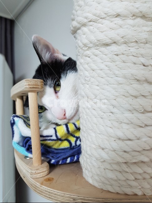 cattower,고양이,검정색,하얀색,cat,캣타워,동물,animal,포유류,mammal,고양이,cat,kitten,kitty