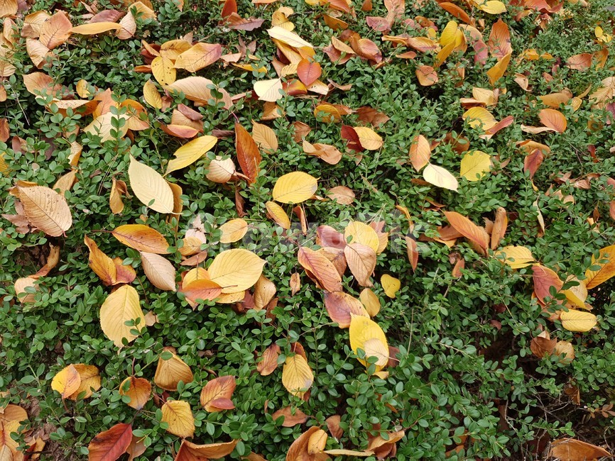 잎,식물,바닥,가을,낙엽,가을,계절,fall,autumn,season
