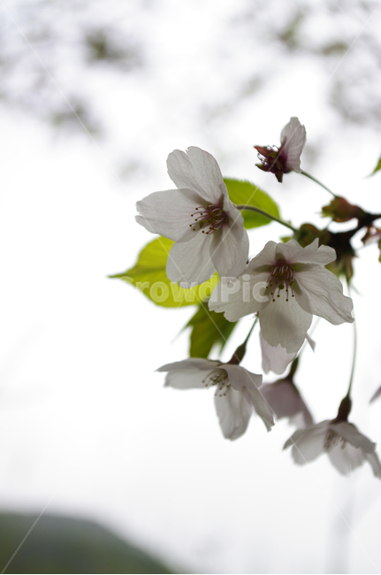 벚꽃,꽃,flower,계절,봄,spring,식물,plant,자연,nature,봄,계절,spring,season,식물,자연,plants,nature,꽃,flower,blossom,animal,동물,bird,새