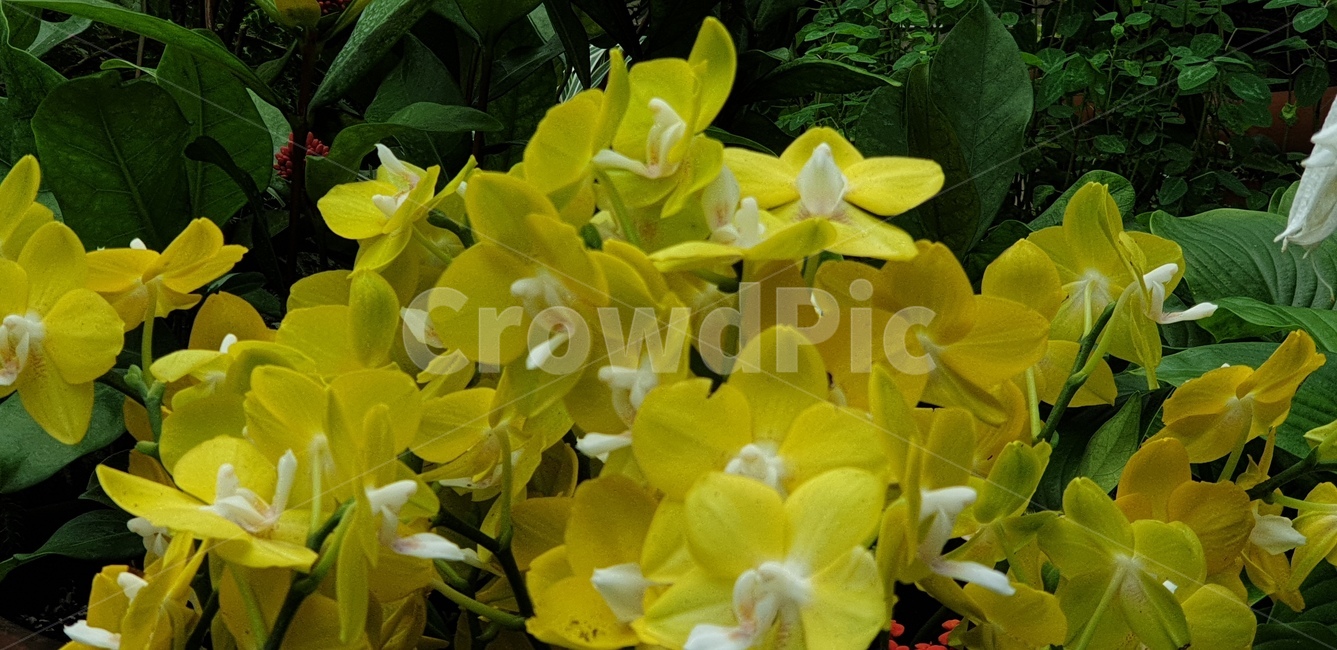 plant,식물,flower,꽃,blossom,난초,덴드로비움,노란색,식물,자연,plants,nature,꽃,flower