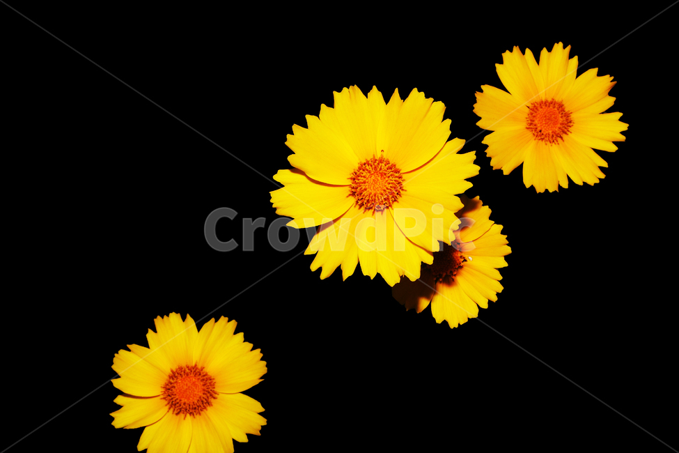 식물,꽃,flower,금계국,노랑꽃,식물,자연,plants,nature,꽃,flower