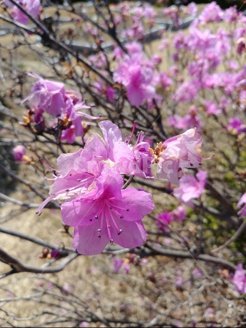 plant,식물,blossom,꽃,flower,벚꽃,cherryblossom