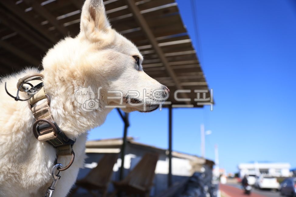 husky,part,accessories,strap,Pets,Jindo dog,animal,Eskimodog,mammalia,dog,pet