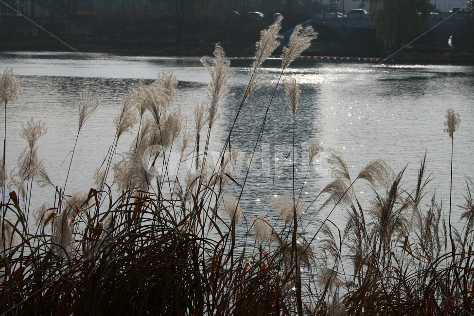 억새,석촌호수,호수,공원,빛,가을,가을,계절,fall,autumn,season,자연,풍경,nature,landscape,grass,잔디,plant,식물,lawn,reed,갈대