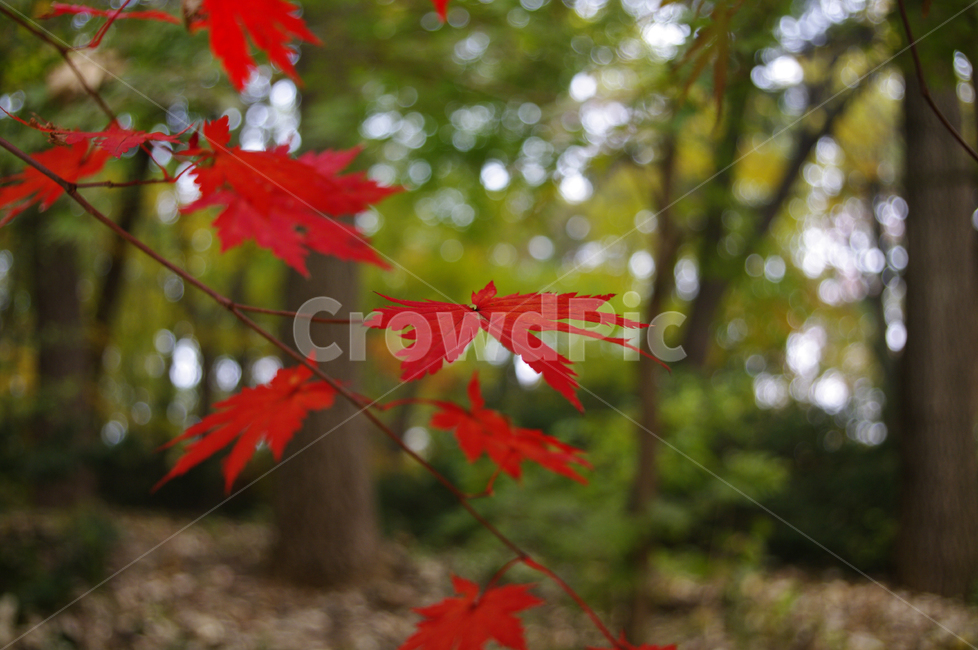 길,가을,fall,나무,식물,plant,단풍,잎,가을,계절,fall,autumn,season,식물,자연,plants,nature,leaf,tree,maple