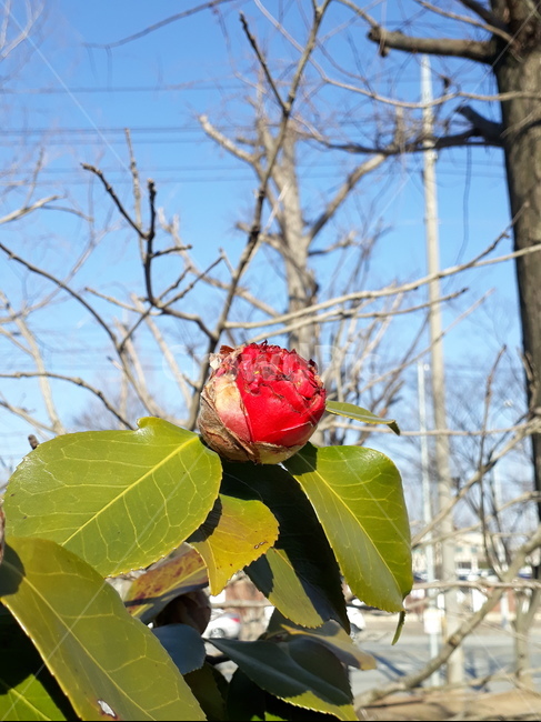 plant,식물,꽃,flower,동백꽃,봄,꽃봉오리