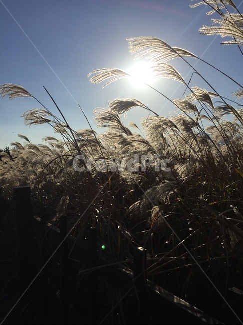 가을,갈대,억새,제주도,오름,낭만,감성,reed,lawn,식물,plant,잔디,grass,fall,하늘,sky,햇빛,sun,오후,파란하늘,등산,둘레길,산행,트래킹