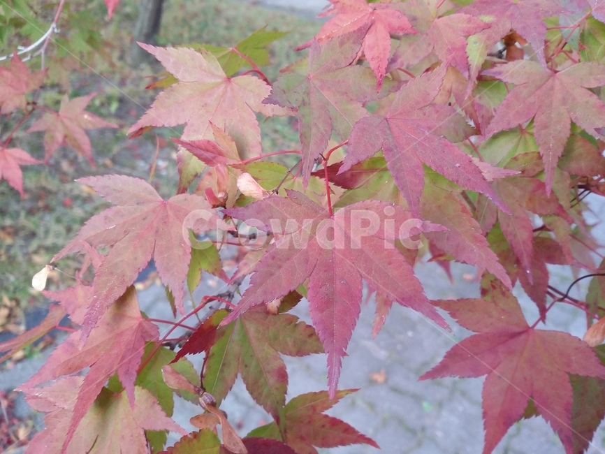 plant,식물,leaf,잎,tree,나무,maple,단풍,식물,자연,plants,nature