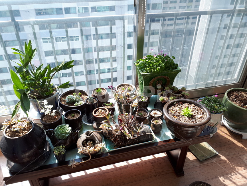 plant,식물,pottery,도기류,vase,jar,항아리,pottedplant,flower,geranium,제라늄,blossom,꽃,화분