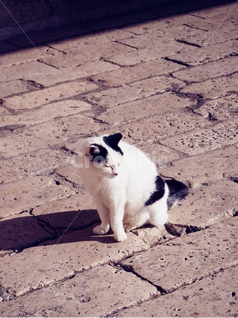 고양이,cat,soil,흙,ground,바닥,동물,animal,포유류,mammal,고양이,cat,kitten,kitty