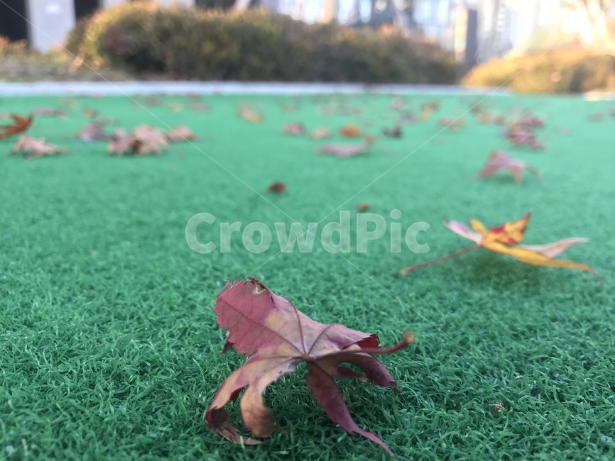 낙옆,가을,땅,갈색,아웃포커싱,가을,계절,fall,autumn,season,plant,식물,leaf,잎,grass,잔디