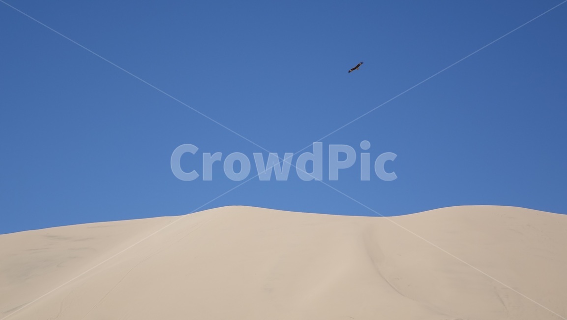 풍경,자연,nature,scenery,모래,모래언덕,dune,sand,독수리,하늘,blue,sky