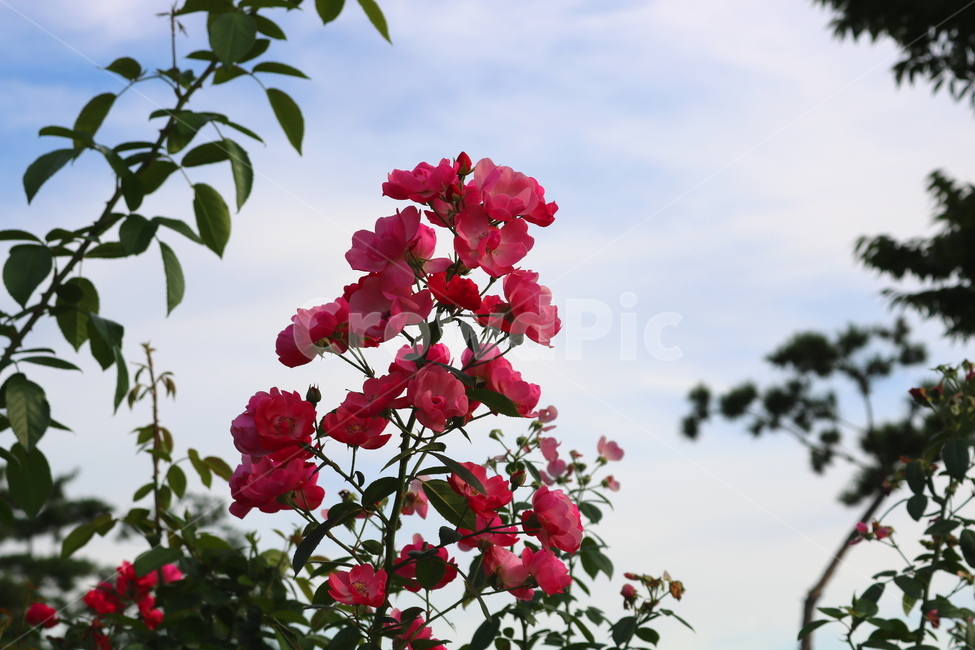 장미,장미꽃,꽃,식물,자연,분홍색장미,식물,자연,plants,nature,꽃,flower