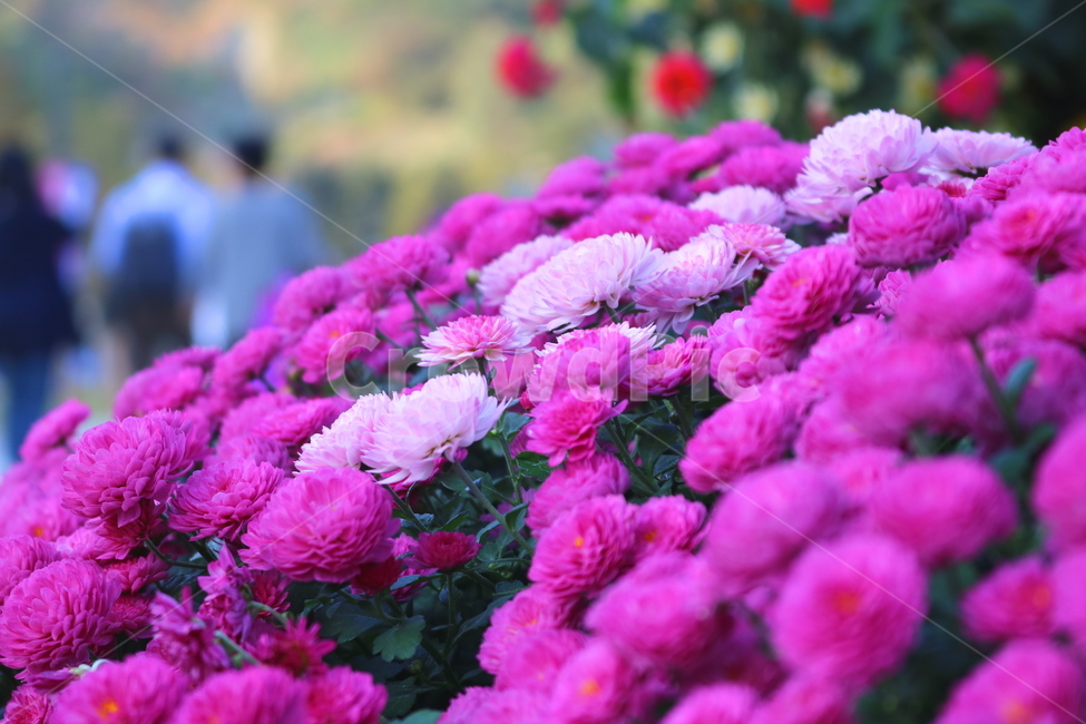 꽃,국화,국화꽃,식물,야생화,소국화,원예,분홍꽃,분홍색꽃,식물,자연,plants,nature,꽃,flower