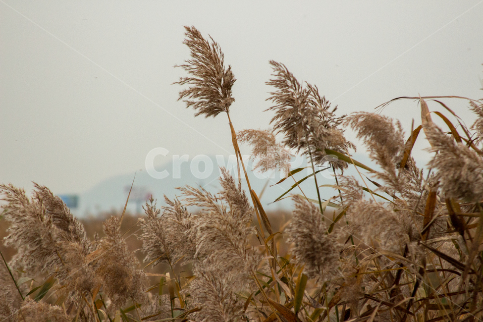 감성,갈대,억새,쓸쓸함,가을,자연,하늘,흐림,산,갈색,풍경,가을,계절,fall,autumn,season,식물,자연,plants,nature,plant,grass,잔디,lawn,reed