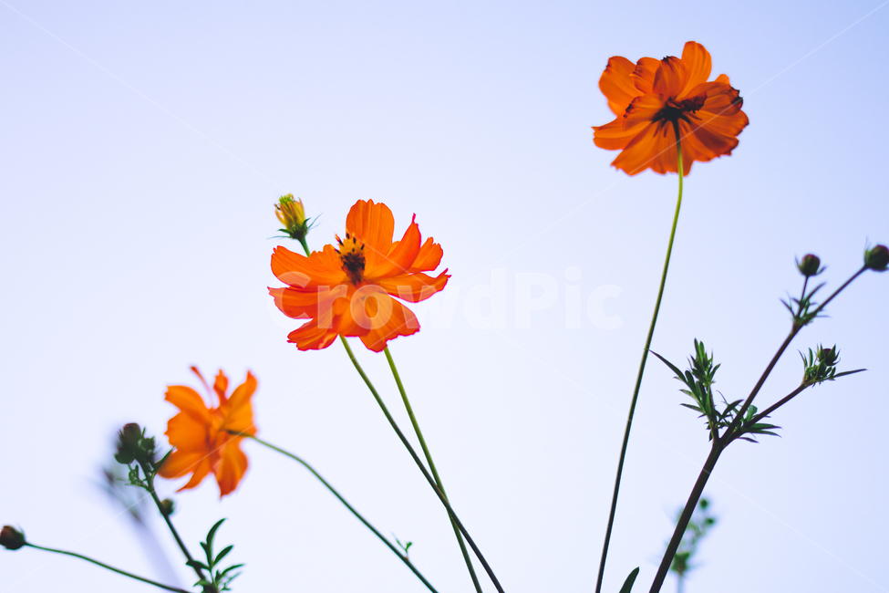 황화코스모스,코스모스,가을꽃,가을,꽃,cosmos,fall,autumn,식물,자연,nature,flower,안양천,orangecosmos,가을,계절,fall,autumn,season,식물,자연,plants,nature,꽃,flower,plant,blossom,petal,꽃잎