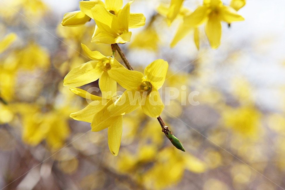 개나리,개나리꽃,꽃,노랑,봄꽃,봄,식물,자연,공원,식물,자연,plants,nature,꽃,flower