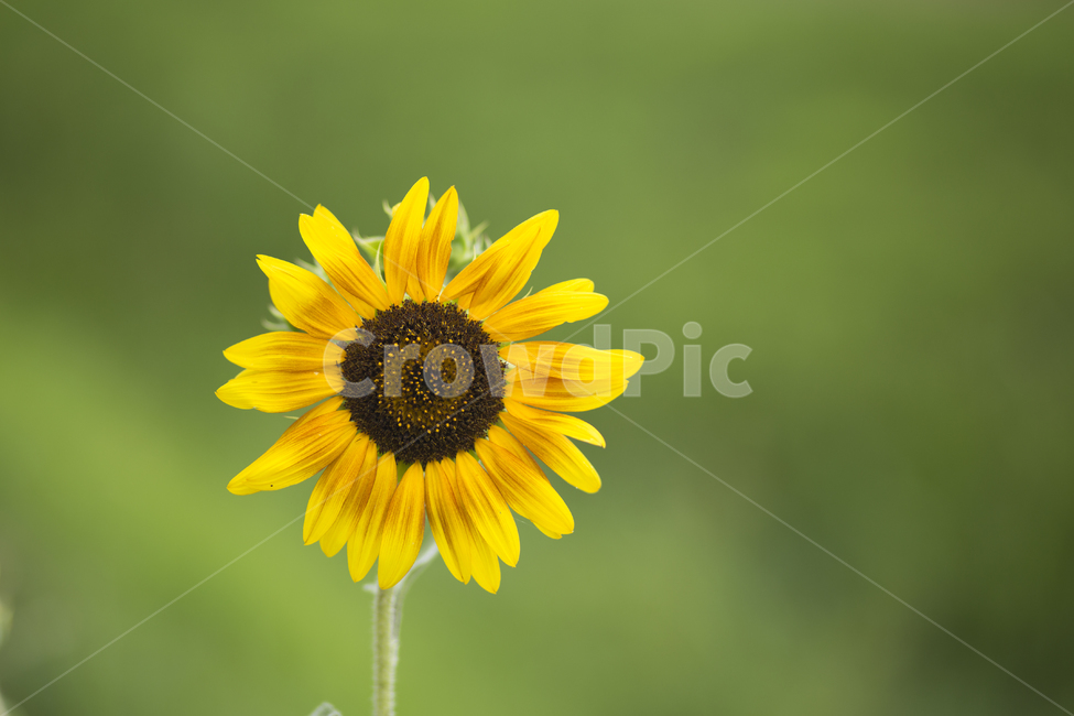 해바라기,꽃,여름,노란색,식물,식물,자연,plants,nature,꽃,flower