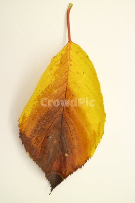 낙엽,가을,나뭇잎,잎,잎사귀,오브젝트,누끼,계절,식물,자연,낙엽잎,fallenleaves,deadleaves,가을낙엽,가을,계절,fall,autumn,season,plant,leaf,veins,정맥