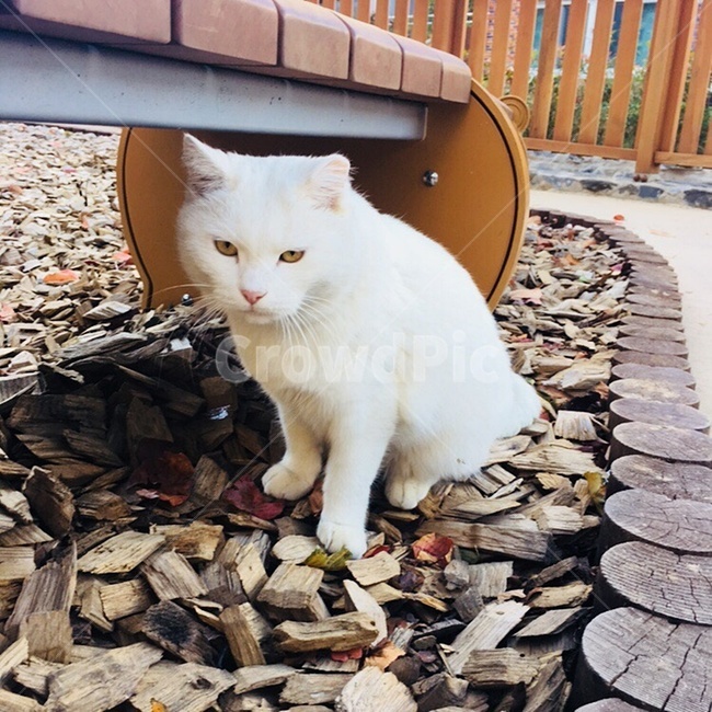 동물표정,고양이,길냥이,동물,포유류,길고양이,모습,시크,하얀색,공원,놀이터,사색,cat,animal,emotion
