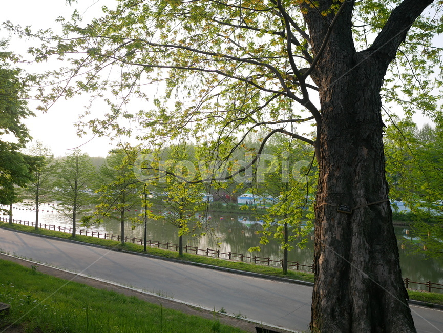 나무,공원,산책,강,tree,park