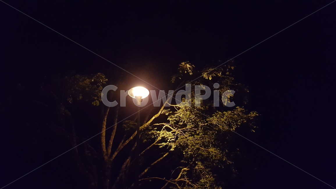 가로등,나무,밤,어두운,불빛,night,lamp,trees,lights,자연,풍경,nature,landscape,야경,밤,nightscape,night,light,빛,flare,플레어,outdoors,옥외
