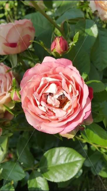 분홍장미,장미꽃,장미축제,꽃향기,장미공원,식물,자연,plants,nature,꽃,flower