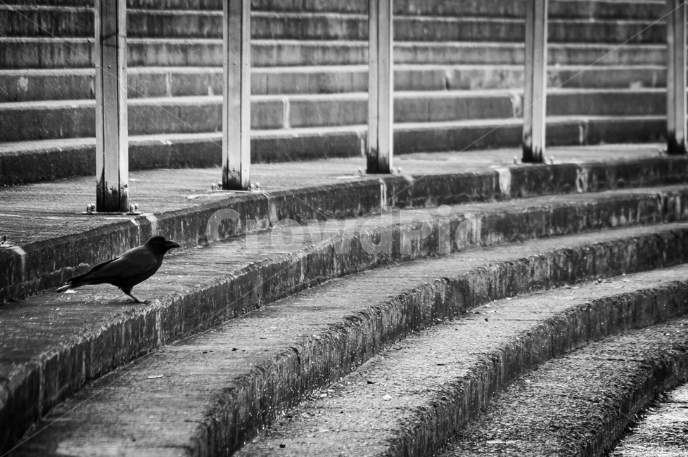 bird,새,animal,동물,까마귀,공원,동물,animal,조류,새,birds,흑백,모노톤,monochrome,black and white