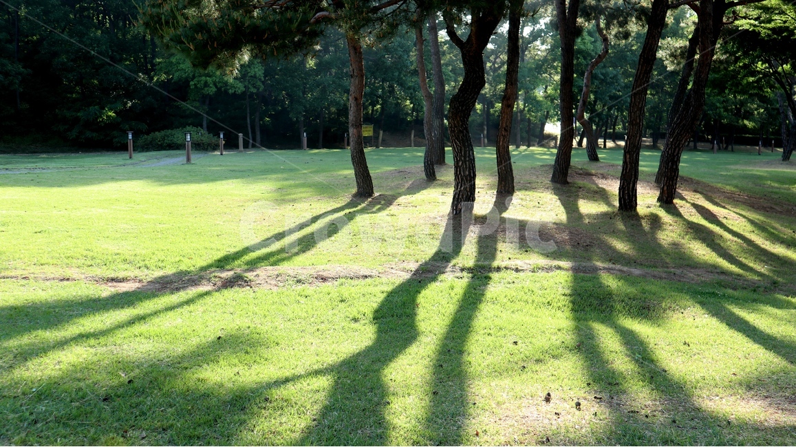 그림자,소나무,잔디,아침,나무줄기,grass,tree,공원,나무,빛과그림자,자연,풍경,nature,landscape,plant,식물,tree trunk,나무 줄기