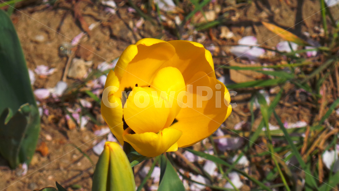 튤립,꽃,tulip,봄,플라워